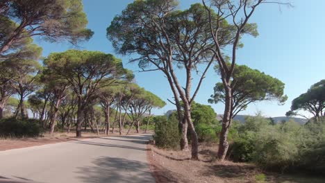 Driving-on-country-road-through-Strofilia-forest-in-Peloponnese-South-Western-Greece,-approaching-Kalogria-Beach