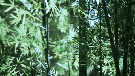 bamboo forest in southern china