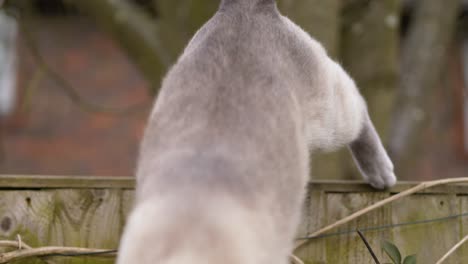 ragdoll - british short hair cat on garden fence during spring