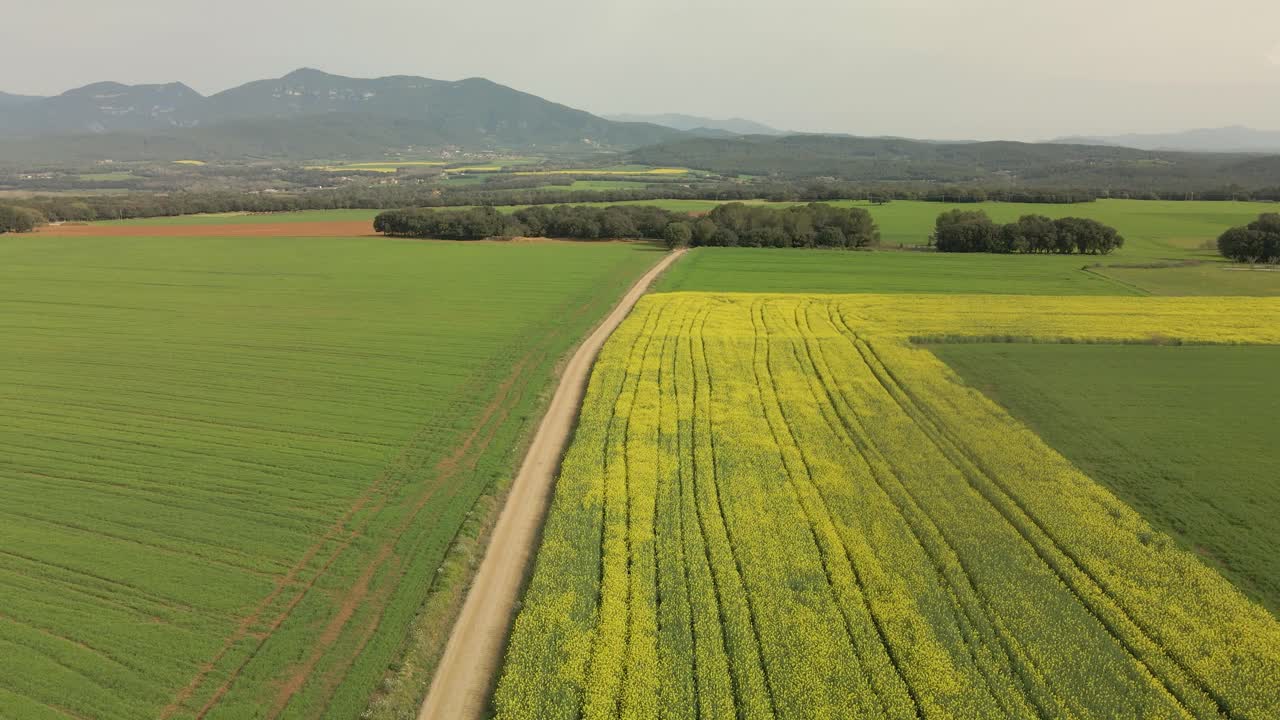 Drone flight over a dirt road between yellow cultivated fields and green mountains in the background