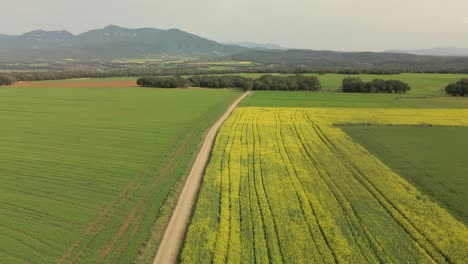 Drohnenflug-über-Eine-Unbefestigte-Straße-Zwischen-Gelben-Feldern-Und-Grünen-Bergen-Im-Hintergrund