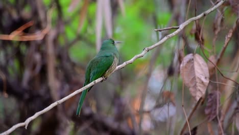 el abejaruco de barba azul se encuentra en la península de malaya, incluida tailandia, en claros de bosques particulares