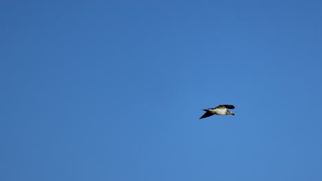 a great black-backed gull gracefully flies against a clear blue sky in bellarine, victoria, captured in natural daylight