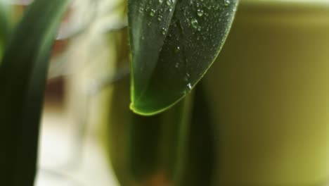 Streue-Etwas-Wasser-Auf-Ein-Blatt-14