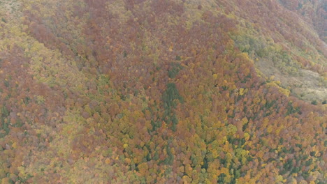 Imágenes-Aéreas:-Extensión-De-Pinos-En-Otoño-En-La-Península-De-Los-Balcanes