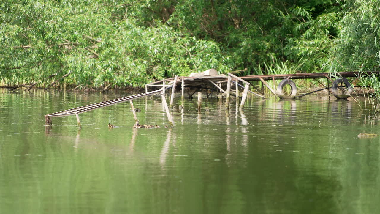 Duck family swimming in the river near the bank. Old broken bridge and greenery at backdrop.