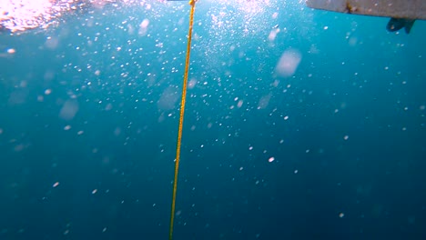 yellowtail fish tied against rope is gaffed and brought aboard