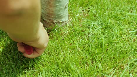 mano humana usando 2 tijeras para cortar la hierba corta la hierba cortar el césped cerca del árbol