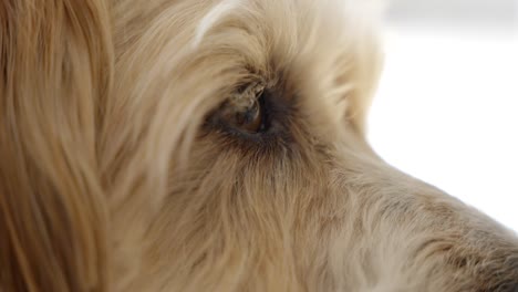 非常近距離的美麗的小麥犬