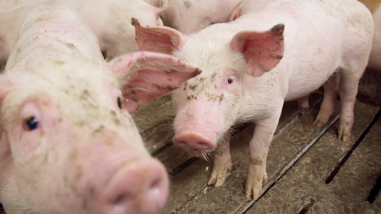 축산 농장의 돼지, 돼지 농장, 축산 농장