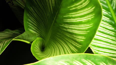 Calathea-Ornata