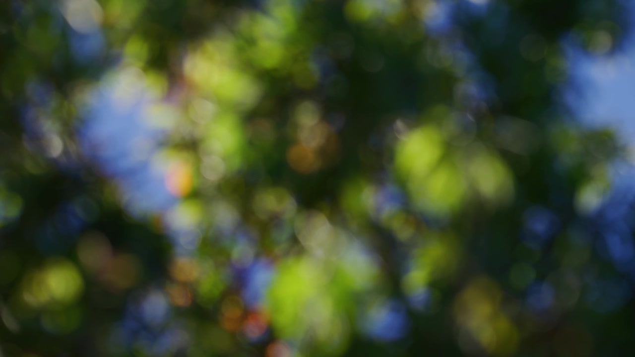 Albero astratto sfocato nella luce mattutina del vento, effetto bokeh in slow motion.