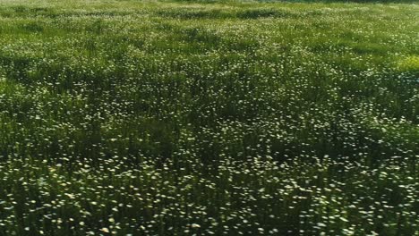 field of flowers