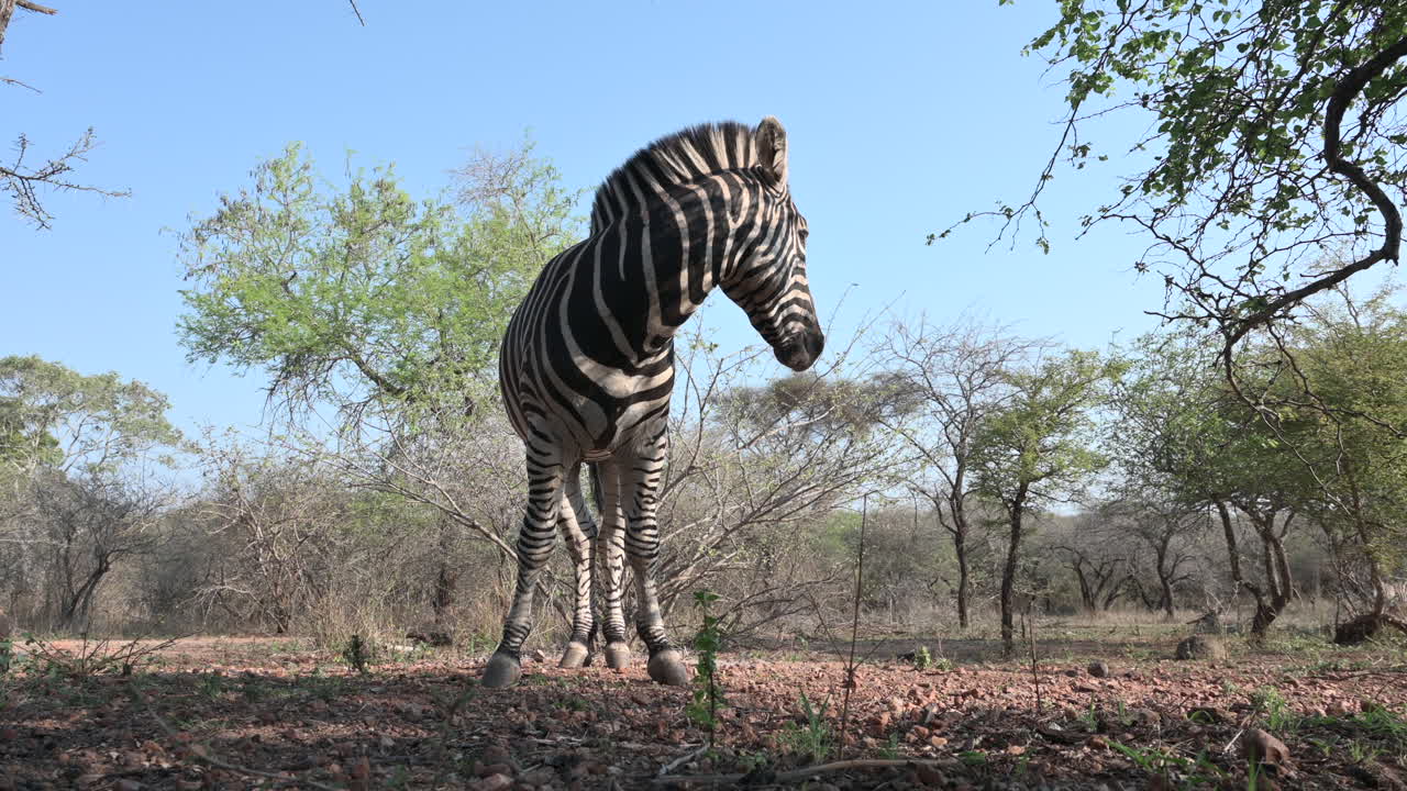 Plains Zebra (Equus quagga burchellii )  grazing close-up facing camera, looking up to other approaching.