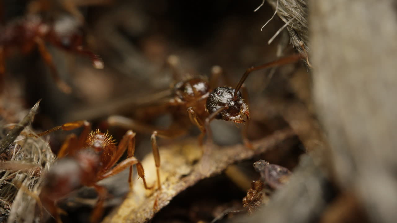 Macro insect ants seen in close-up detail. European fire ant, red ant.