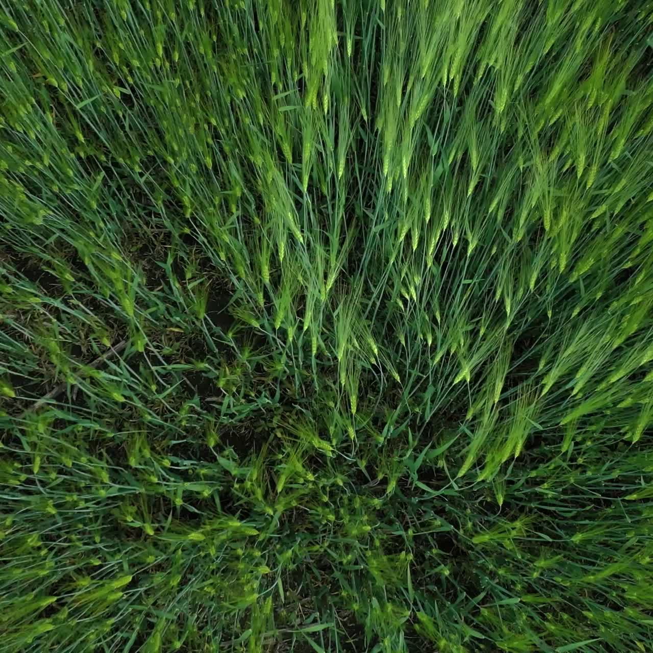 campo de trigo verde