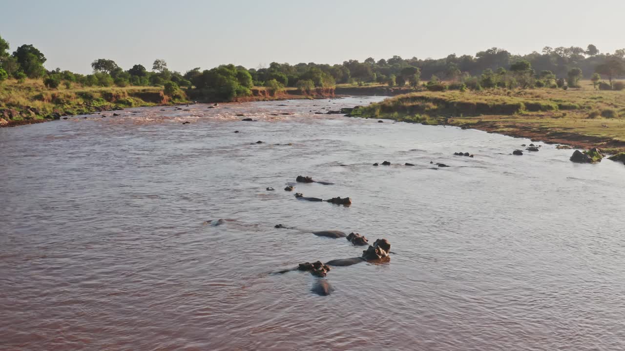 Maasai Mara, Afrika. Luftfoto fra drone av flodhester i Mara-elven, vakkert afrikansk landskap og safarivilldyr. En stor gruppe flodhester i vannet i Masai Mara, Kenya.