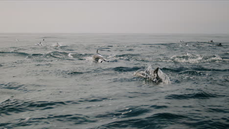 a pod of dolphins swimming in the ocean