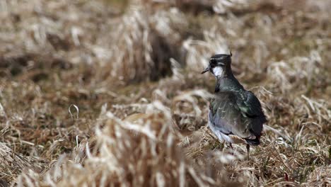 lapwing in high strong wind in dry grass meadow