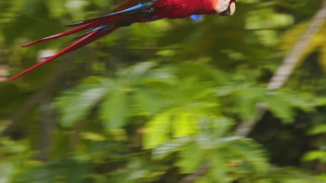 Vibrant Scarlet Macaw duo flies in perfect harmony over the rainforest in the soft morning glow.