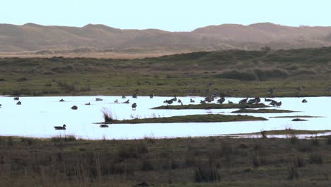 Enten,-Gänse-Und-Möwenvögel-Sitzen-Im-Teich-In-Hügeliger-Dünen--Und-Grünlandlandschaft