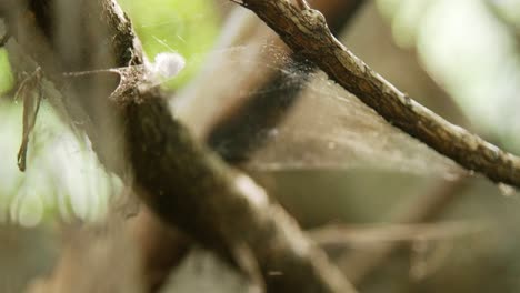 Primer-Plano-De-Bosques-Vacíos-Con-Telaraña-Moviéndose-Con-El-Viento