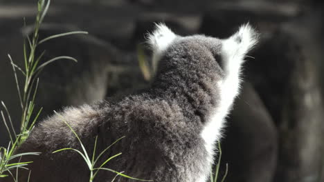 ring-tailed lemur turns head and scratches fur, another lemur passes in background