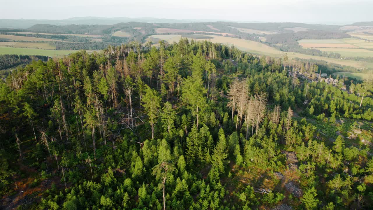 Aerial View of Damaged Forest on a Mountain