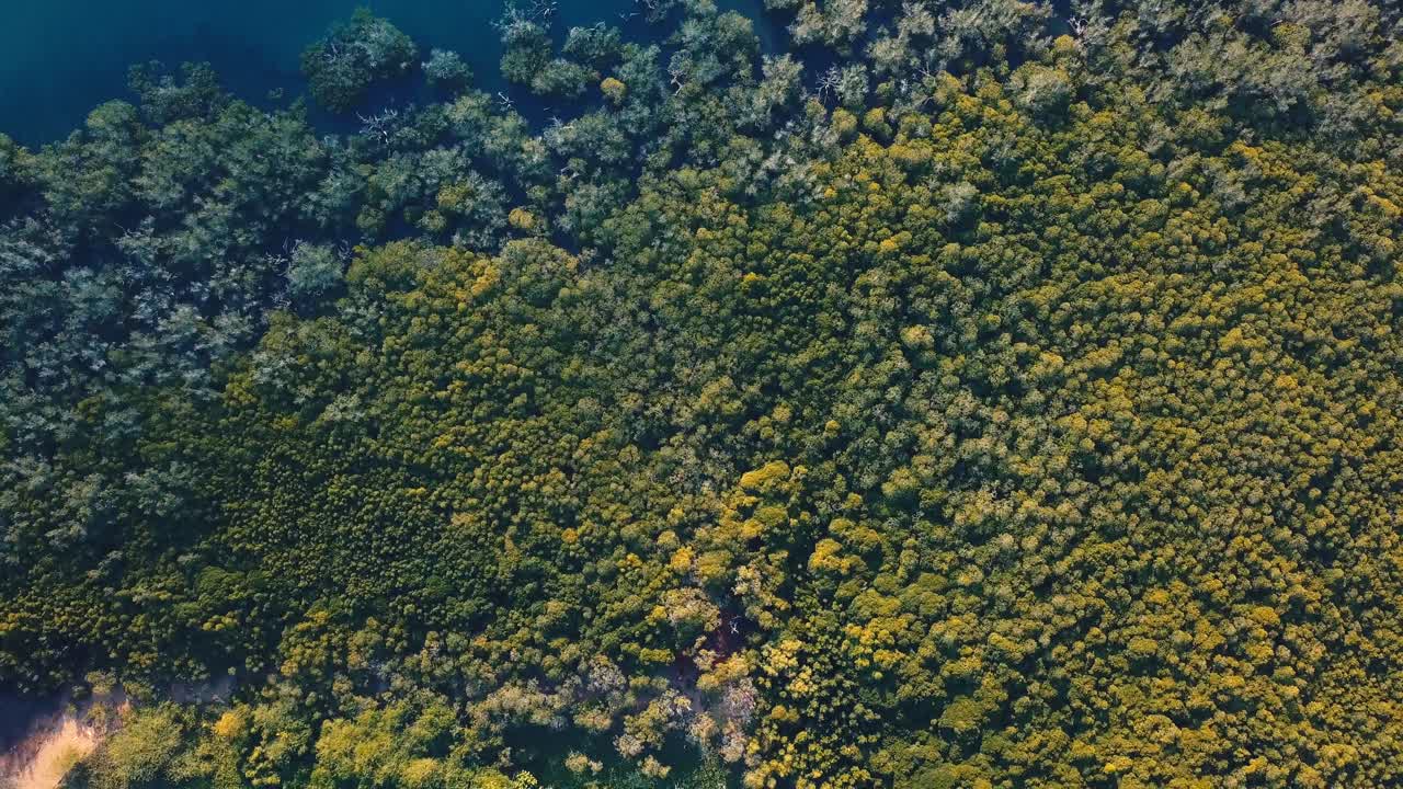 Mangrove next to the Sea, Aerial Rotating Drone Shot