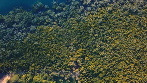 Manglar-Junto-Al-Mar,-Disparo-Aéreo-De-Drones-Giratorios