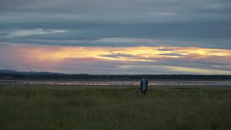 slow motion shot of a young woman walking beside the sea with many geese birds flying