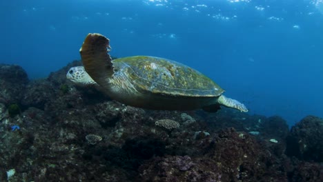 una gran tortuga marina verde nadando a lo largo de un arrecife tropical