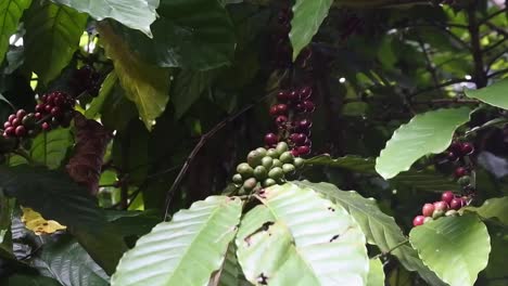 young and old coffee beans grow in coffee tree plantations in tabanan, bali