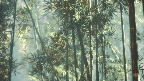 sunlit bamboo forest with lush greenery in a serene setting