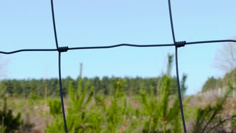 close-up of a fence with a lush forest in the background