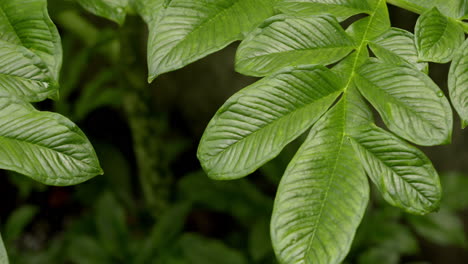 vista de cerca de la pata de elefante yam o árboles amorfofálicos es un tubérculo vegetal popular en los trópicos y subtropicales
