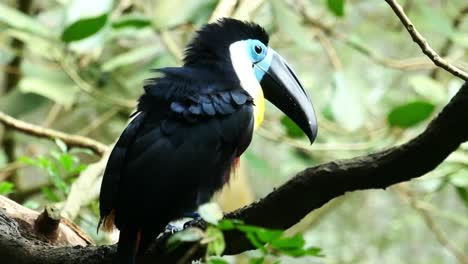 Tukanvogel-In-Natürlicher-Umgebung-In-Singapur,