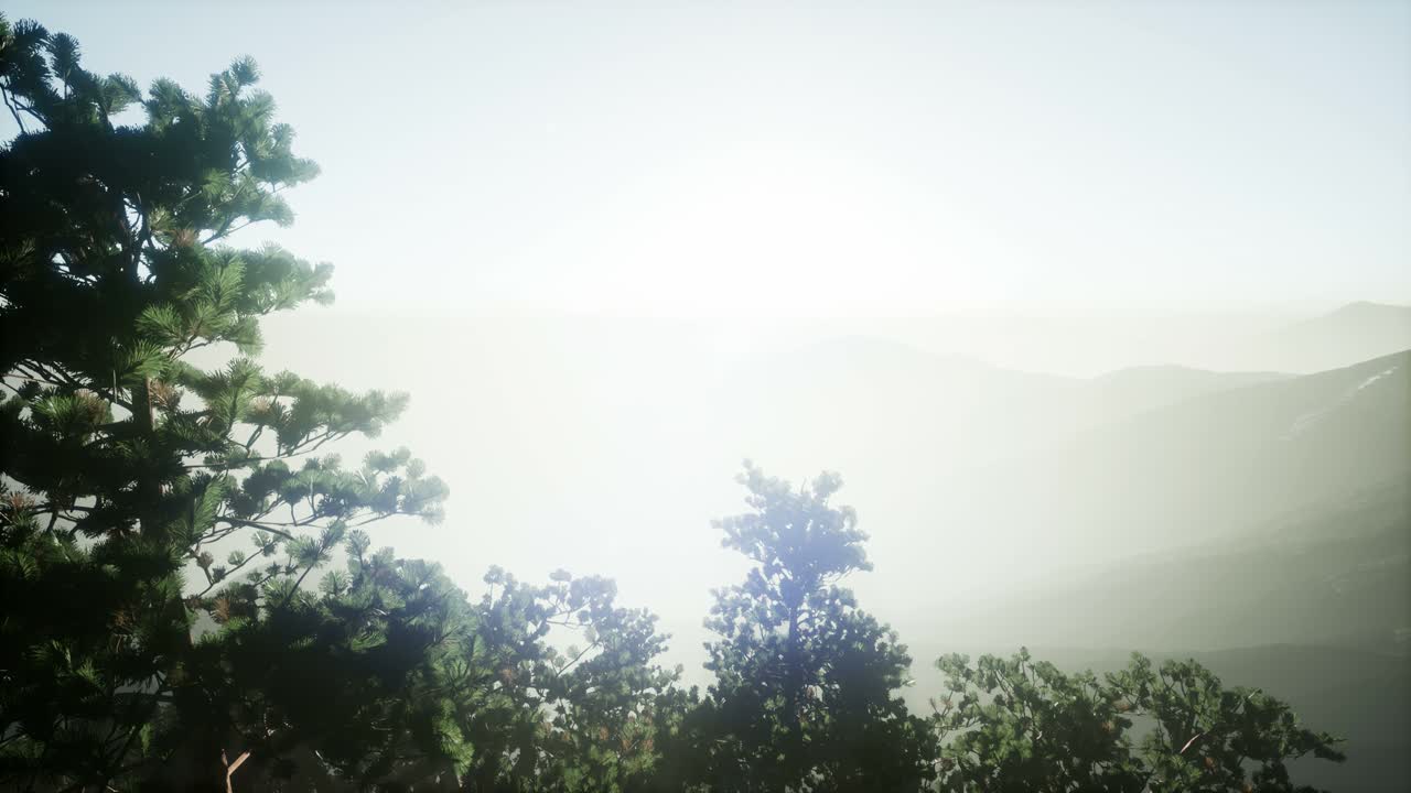 나무들을 가로지르는  ⁇ 빛