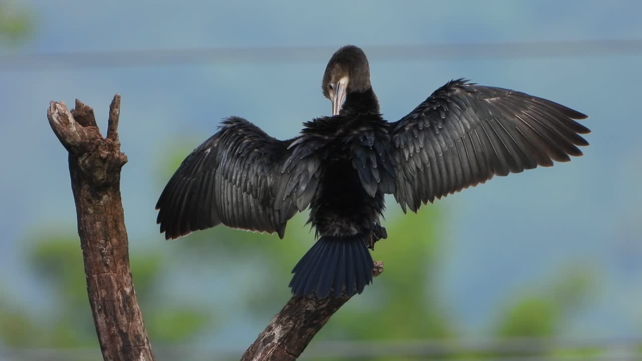 Cormorano in relax UHD Mp4 4k