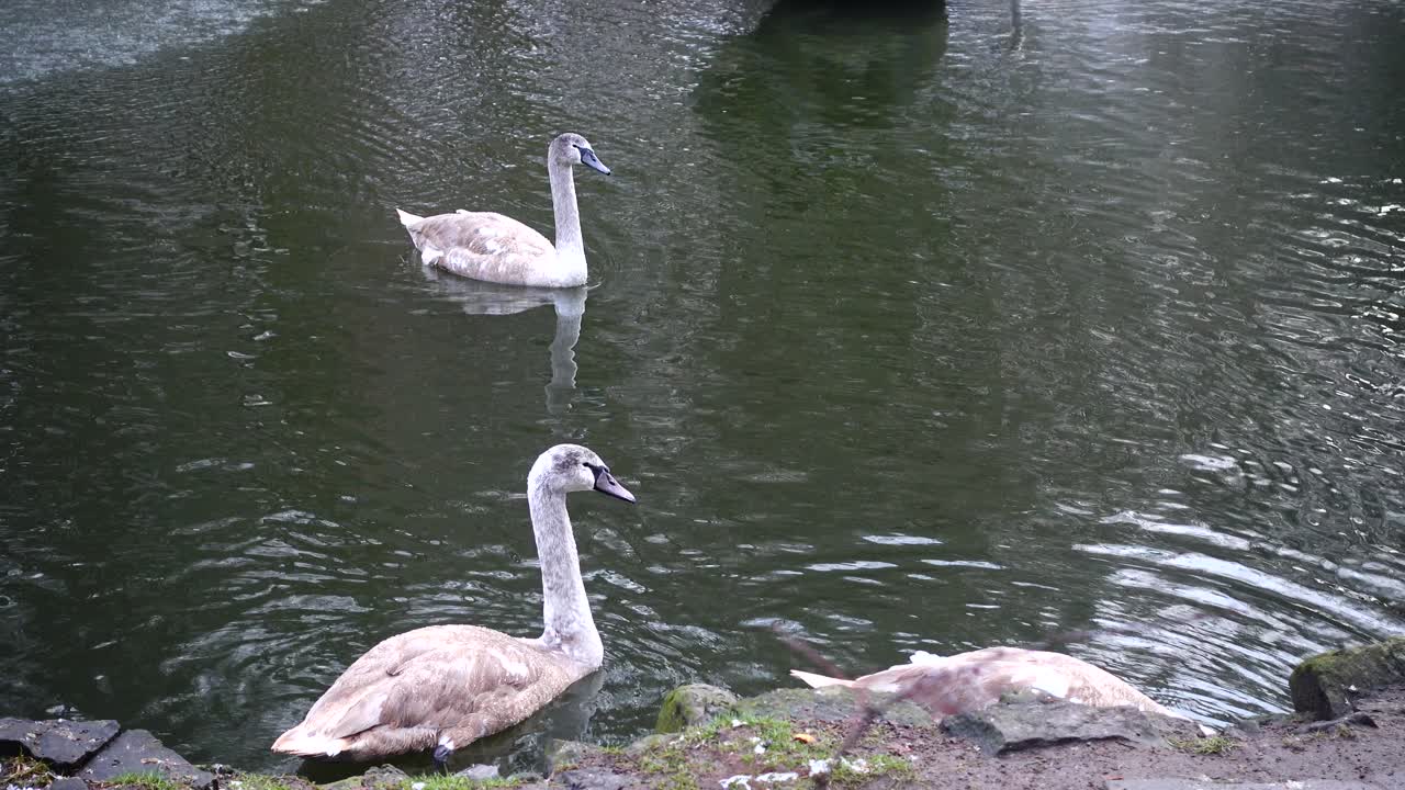 Cisnes jovens nadando e se alimentando em um lago escuro