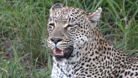 Primer-Plano-De-Leopardo-Exhausto-Jadeando-Mientras-El-Viento-Sopla-A-Través-De-La-Hierba