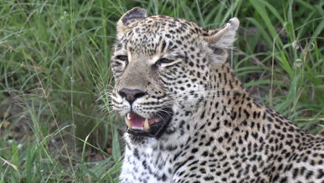 primer plano de leopardo exhausto jadeando mientras el viento sopla a través de la hierba