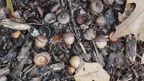 Top-down-closeup-of-fallen-oak-acorn-autumn-fall-season-fruits,-circle-pan