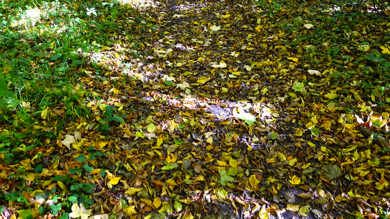 Hojas de otoño en el suelo del bosque