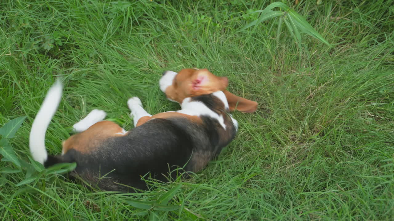 Beagle giocoso si diletta a rotolarsi e scorrazzare sull'erba verde di un'oasi in giardino