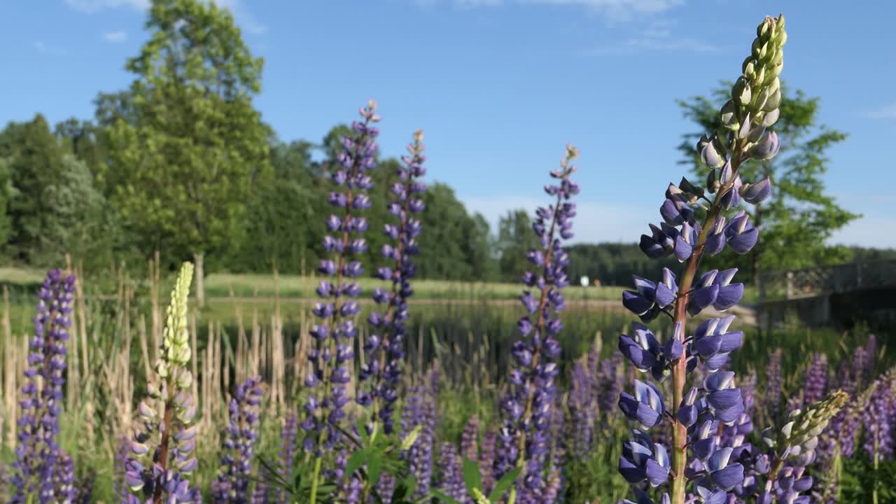 Purple wildflowers growing in field in summer, lilac lupine flowers in meadow park