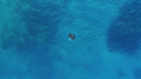 una mantarraya grande y hermosa que aletea en la superficie del agua - vista superior