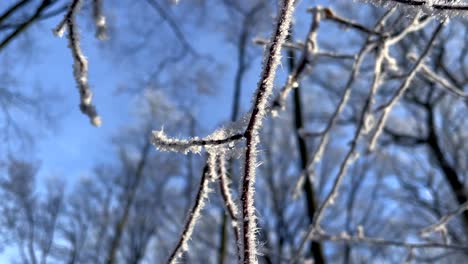 macro close up of frozen iced branches of tree against blue sky during sunny day in winter