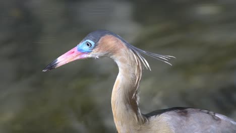 close up of a whistling heron standing peacefully in shallow water surrounded by nature