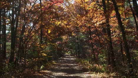 A-tilt-shot-of-an-autumn-forest-walkway-as-the-sun-shines-through-yellow,-red,-and-orange-leaves-in-this-New-England-scene